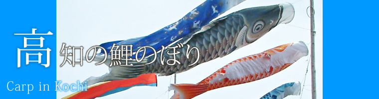 高知の鯉のぼり