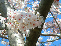 桜photo3