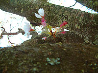 桜photo15