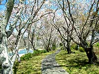 桜photo18