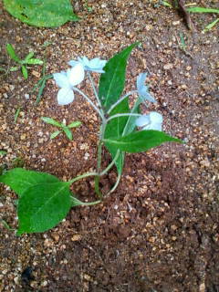 ファイル 11-1.jpg