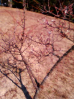 ファイル 4-1.jpg