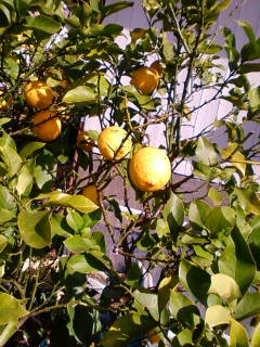 ファイル 5-1.jpg