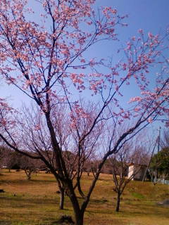 ファイル 6-1.jpg