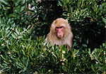 猿の写真01