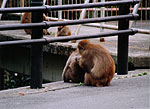 猿の写真03