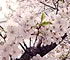 高知県桜の満開～2002～
