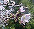 高知県桜の開花～2002～