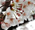 高知県　桜の開花2007