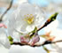 高知県(高知城)桜の開花～2008～