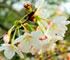 高知県(高知城)桜の開花～2009～
