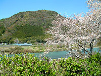 桜photo11