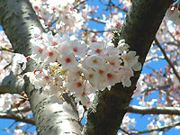 桜photo19