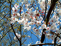 桜photo12