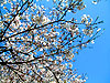桜photo7