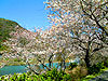 桜photo9