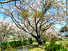 桜photo8