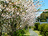 桜photo6