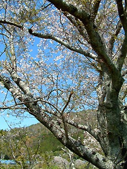 桜photo21