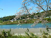 桜photo13