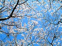 桜photo17