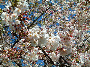 桜写真館