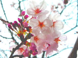 桜17