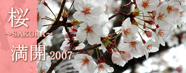 桜満開2007