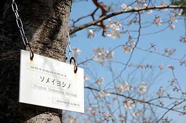 高知の桜の標本木