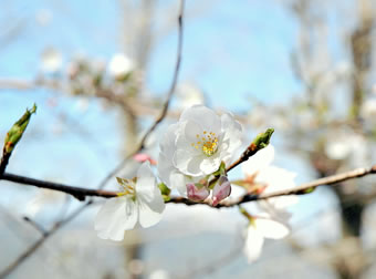 桜の開花のメカニズム