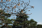 高知城本丸前の櫻