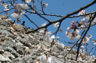 石垣と桜
