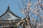高知城の天守閣と桜