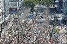 高知城から見た県庁前通りと桜