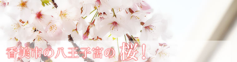 香美市の八王子宮の桜