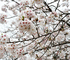 2012年香美市土佐山田町にある八王子宮の桜